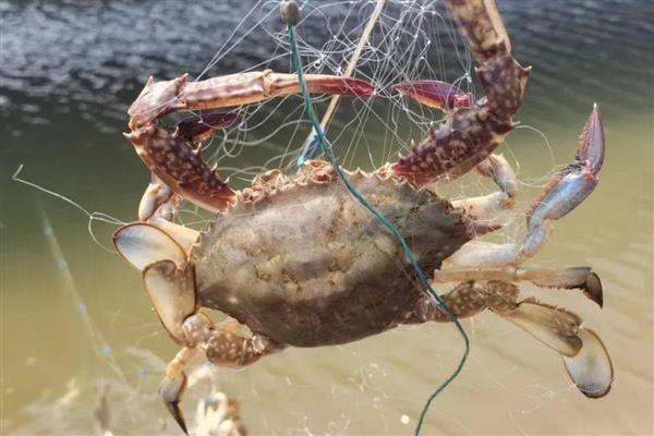 梭子蟹怎么养殖，8-9月份每隔1-2天换一次水