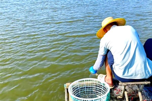 梭子蟹怎么养殖，8-9月份每隔1-2天换一次水