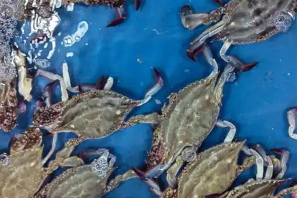 梭子蟹怎么养殖，8-9月份每隔1-2天换一次水