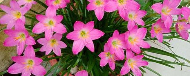 韭菜兰花的养殖方法，要确保充足的水分