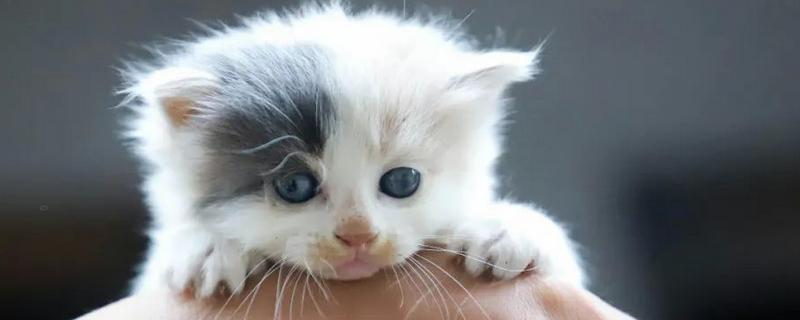 给幼猫断奶的方法，饲喂羊奶粉或奶糕