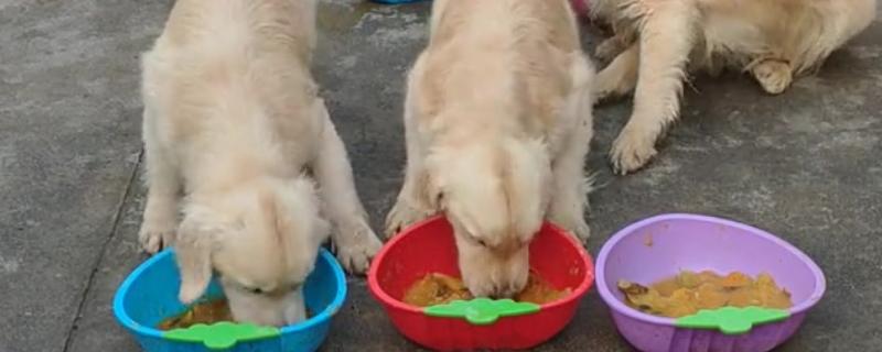 狗狗胃口忽然降低的原因，可能是气温太高或食材不合适所致