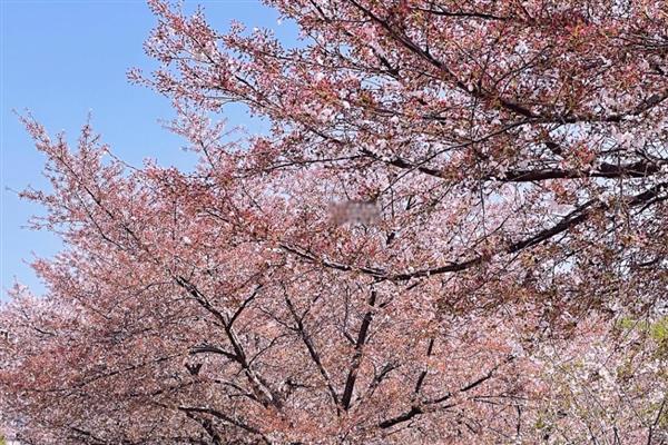 青岛樱花的开放时间，花期一般是4-5月份