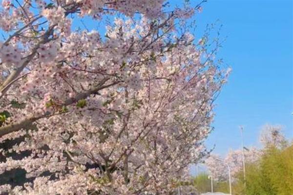 青岛樱花的开放时间，花期一般是4-5月份