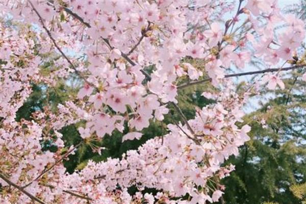 青岛樱花的开放时间，花期一般是4-5月份