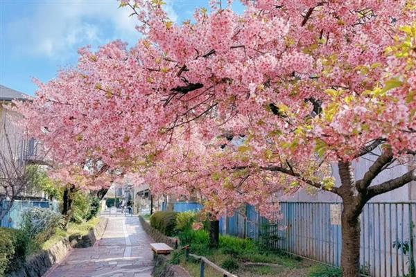 青岛樱花的开放时间，花期一般是4-5月份