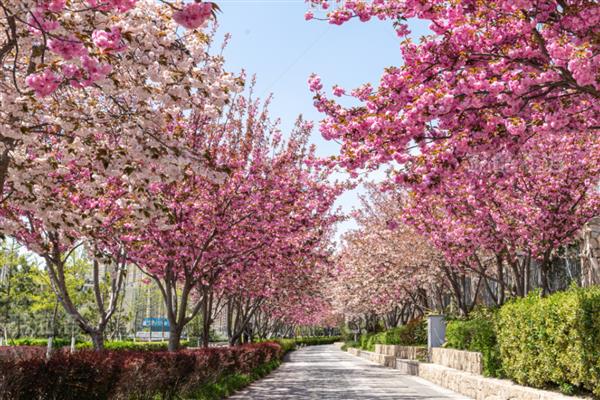 青岛樱花的开放时间，花期一般是4-5月份