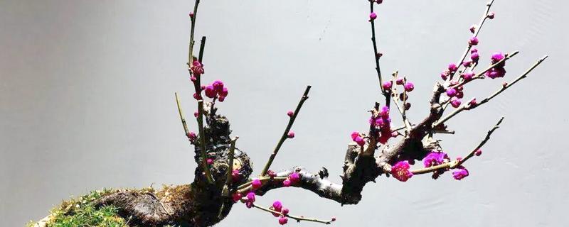 冬季梅花能放在室外吗，如果在南方则可以放室外养
