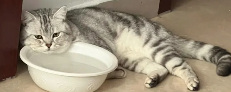 猫咪毛发打结成块如何解决，使用柔顺毛发的沐浴露可减少打结情况