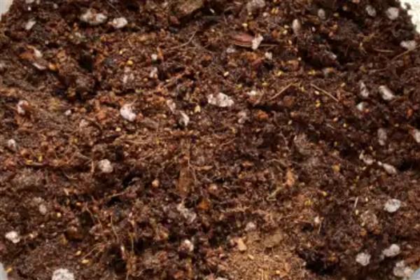 怎么养丽格海棠盆栽,多用塑料花盆栽培