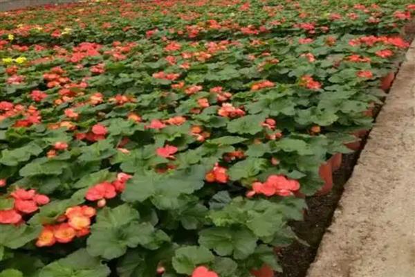 怎么养丽格海棠盆栽,多用塑料花盆栽培