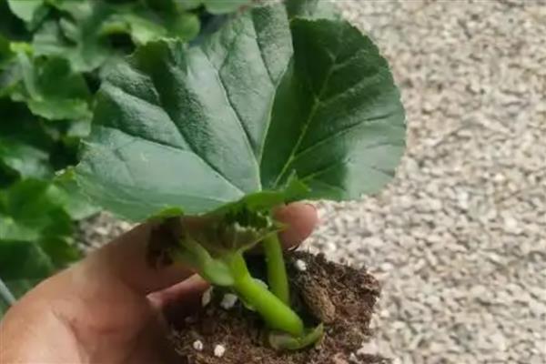 怎么养丽格海棠盆栽,多用塑料花盆栽培