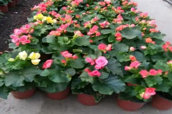 怎么养丽格海棠盆栽,多用塑料花盆栽培