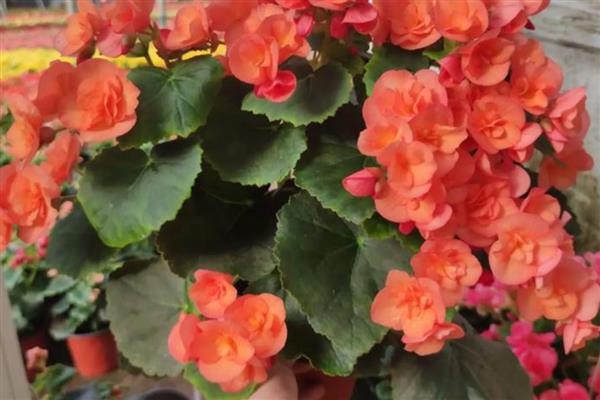 怎么养丽格海棠盆栽,多用塑料花盆栽培