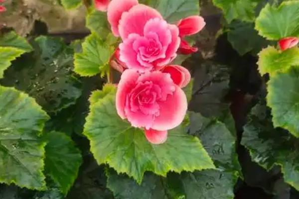 怎么养丽格海棠盆栽,多用塑料花盆栽培