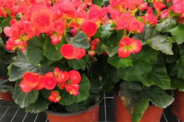 怎么养丽格海棠盆栽,多用塑料花盆栽培