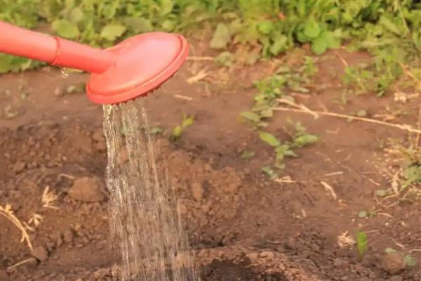 恶霉灵怎么灌根,将稀释液浇灌在植物的根部