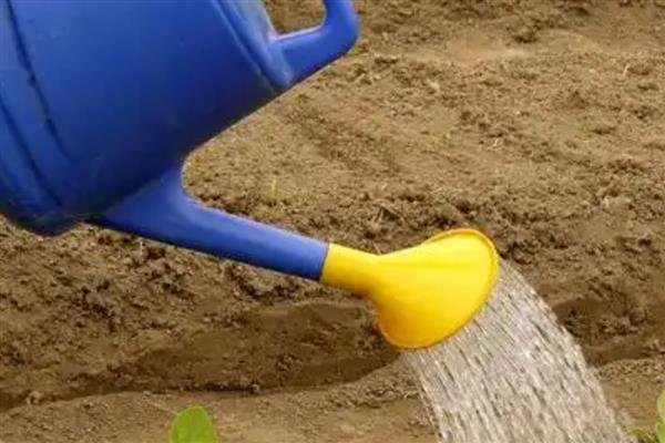 恶霉灵怎么灌根,将稀释液浇灌在植物的根部