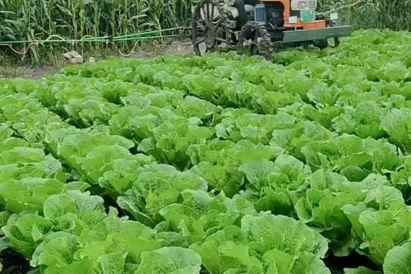 恶霉灵怎么灌根,将稀释液浇灌在植物的根部