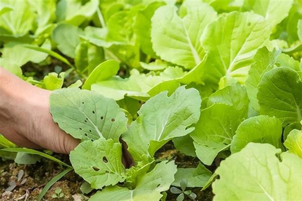 白菜怎么种植，撒播种子覆盖细土