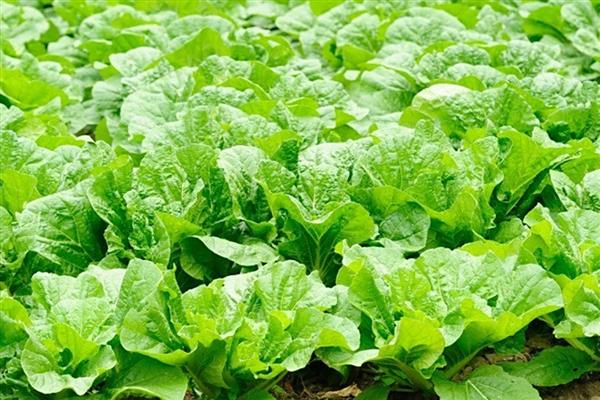 白菜怎么种植，撒播种子覆盖细土