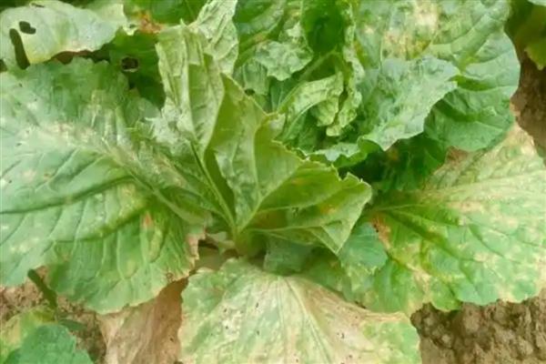 白菜怎么种植，撒播种子覆盖细土