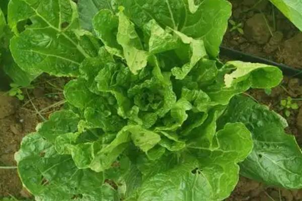 白菜怎么种植，撒播种子覆盖细土