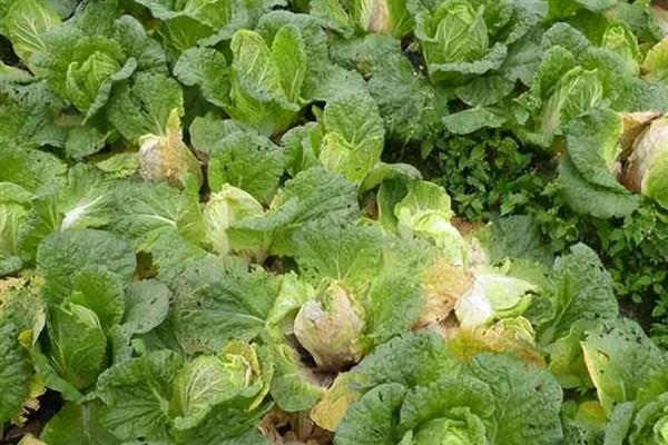 白菜怎么种植，撒播种子覆盖细土