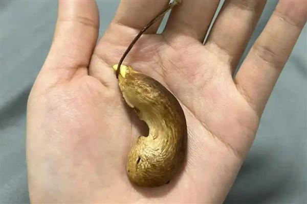 芒果种子能结芒果吗,根据气候而定