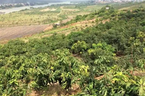 芒果种子能结芒果吗,根据气候而定