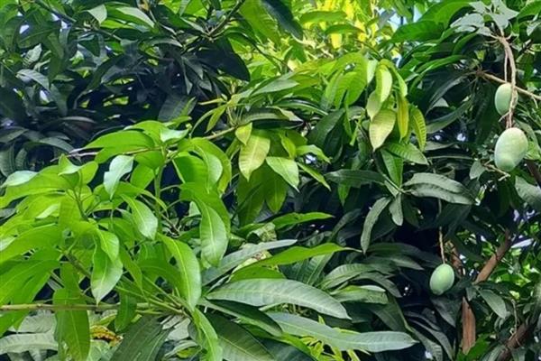芒果种子能结芒果吗,根据气候而定
