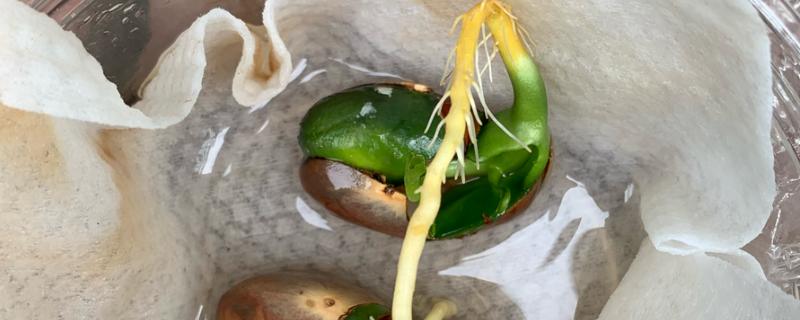 榴莲籽发芽属于根还是头，是它的根系