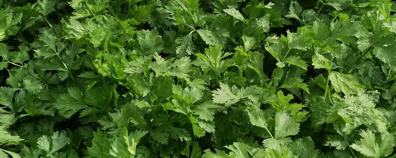 芹菜苗烂根死棵怎么处理，需要立刻拔除并销毁