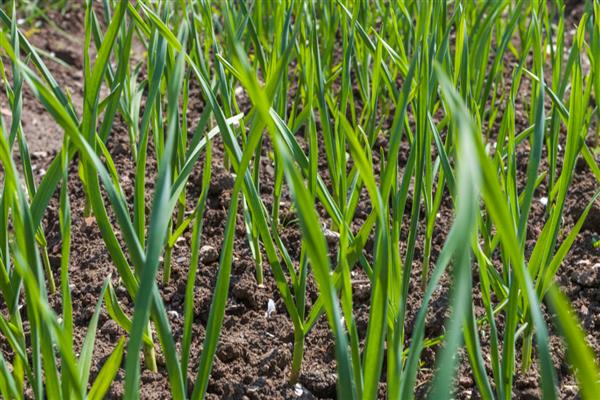 韭菜施肥技术，基肥选择腐熟厩肥