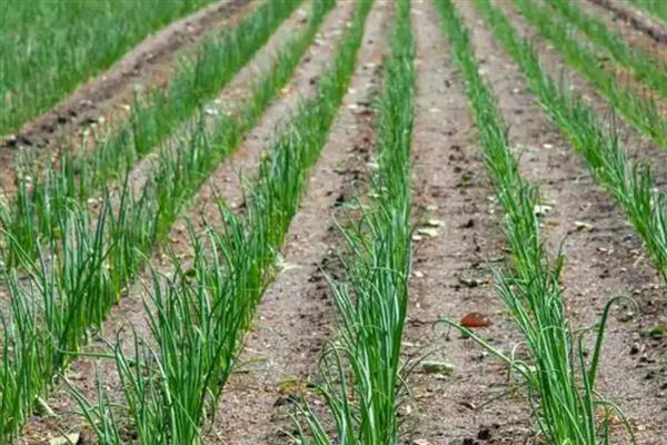 韭菜施肥技术，基肥选择腐熟厩肥