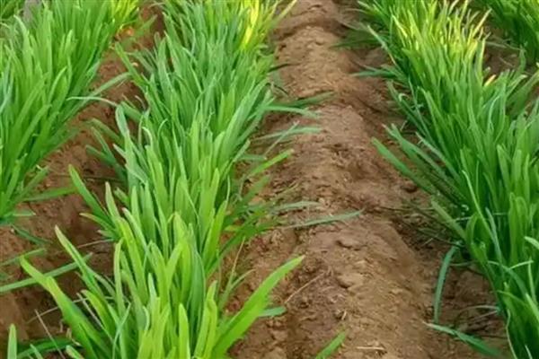 韭菜施肥技术，基肥选择腐熟厩肥