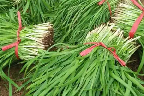 韭菜施肥技术，基肥选择腐熟厩肥