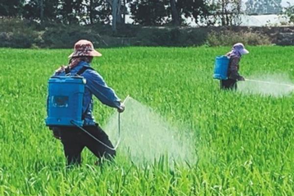 稻李氏禾用哪种除草剂，可选择精喹禾灵