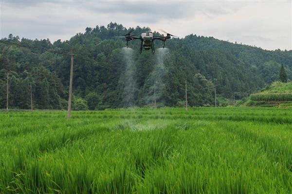 稻李氏禾用哪种除草剂，可选择精喹禾灵
