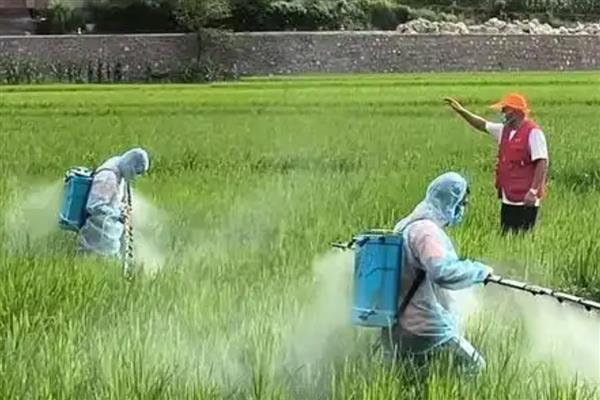 稻李氏禾用哪种除草剂，可选择精喹禾灵