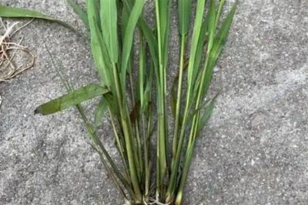 稻李氏禾用哪种除草剂，可选择精喹禾灵