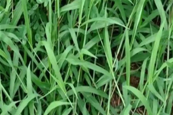 稻李氏禾用哪种除草剂，可选择精喹禾灵