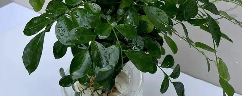 水培九里香的养殖方法，适合在水质干净的环境中生长