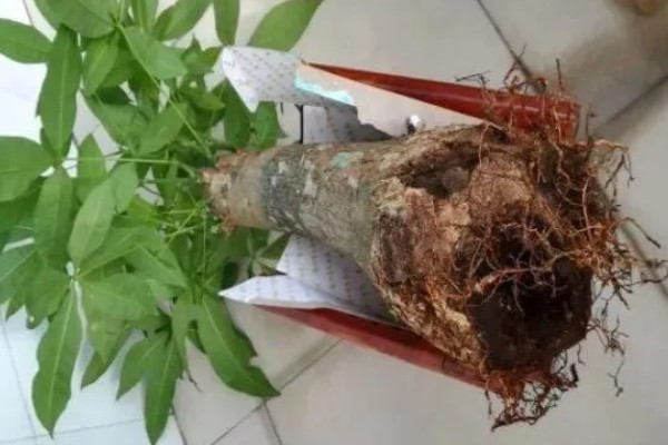 发财树烂根怎么处理，剪除烂根经过消毒后再重栽