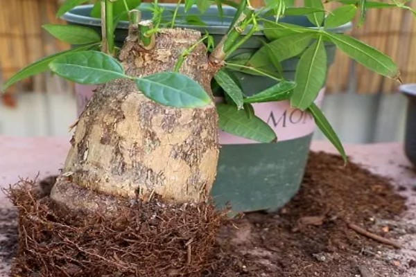 发财树烂根怎么处理，剪除烂根经过消毒后再重栽