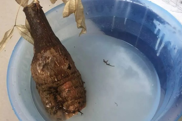 发财树烂根怎么处理，剪除烂根经过消毒后再重栽