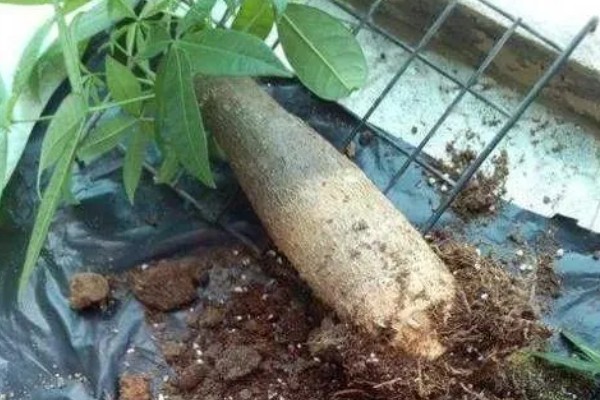 发财树烂根怎么处理，剪除烂根经过消毒后再重栽