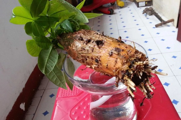 发财树烂根怎么处理，剪除烂根经过消毒后再重栽