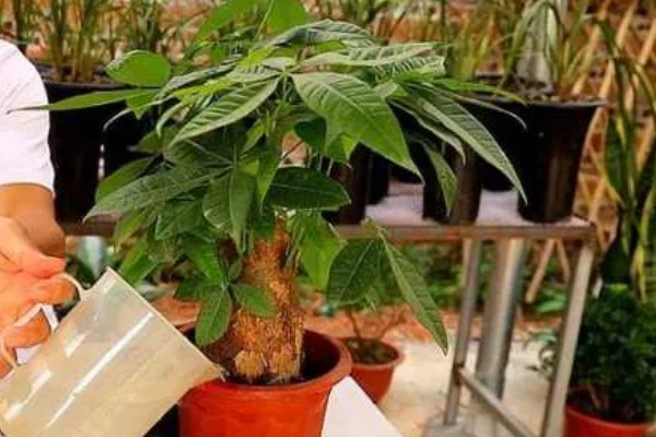 发财树烂根怎么处理，剪除烂根经过消毒后再重栽