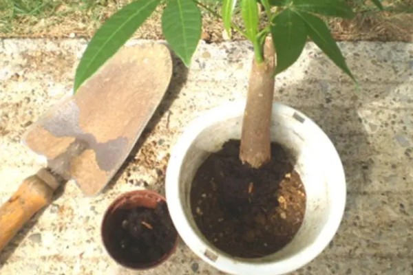 发财树烂根怎么处理，剪除烂根经过消毒后再重栽